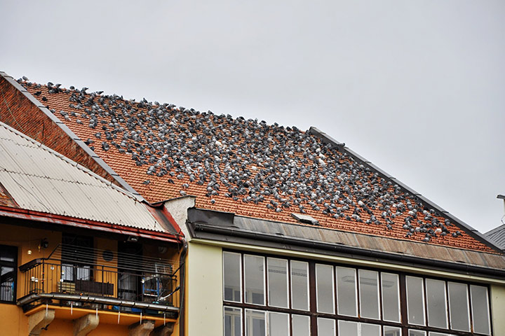 A2B Pest Control are able to install spikes to deter birds from roofs in Chester Le Street. 