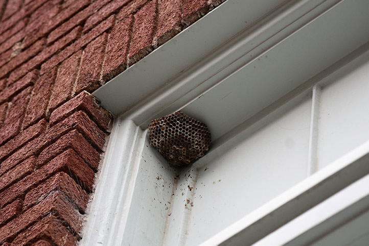 We provide a wasp nest removal service for domestic and commercial properties in Chester Le Street.